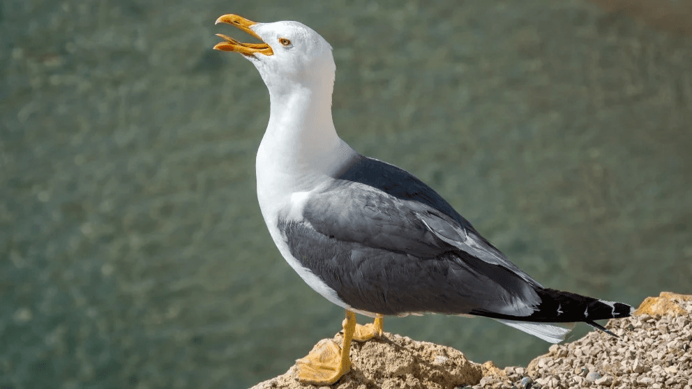 Confirmado un segundo foco de gripe aviar en Galicia, detectado en una gaviota