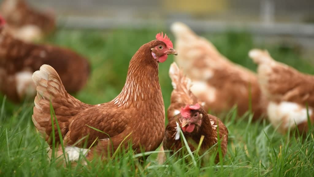Porto do Son, Rianxo, Ribeira e Ordes, entre os concellos que activan o confinamento das aves