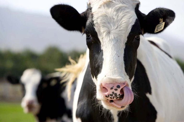 Dos personas heridas en Boimorto tras ser pisadas por una vaca