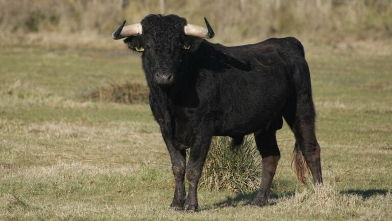 Un toro cornea a una mujer en Vila de Cruces