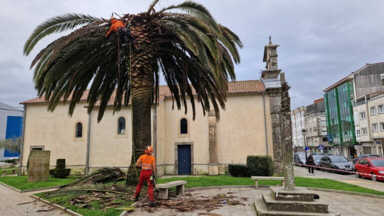 Melide talla a palmeira da capela de San Roque polos efectos irreversibles do picudo vermello
