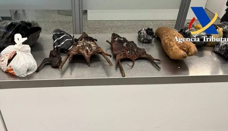 Interceptan en Lavacolla una maleta con roedores, codornices y una oveja en estado putrefacto