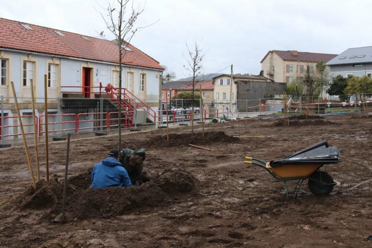 Comeza a repoboación da Carballeira de Santa Minia coa plantación de oito novos exemplares