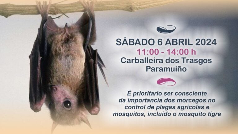 A Aula da Natureza de Ames organiza o 6 de abril o obradoiro “Alianza cos morcegos”