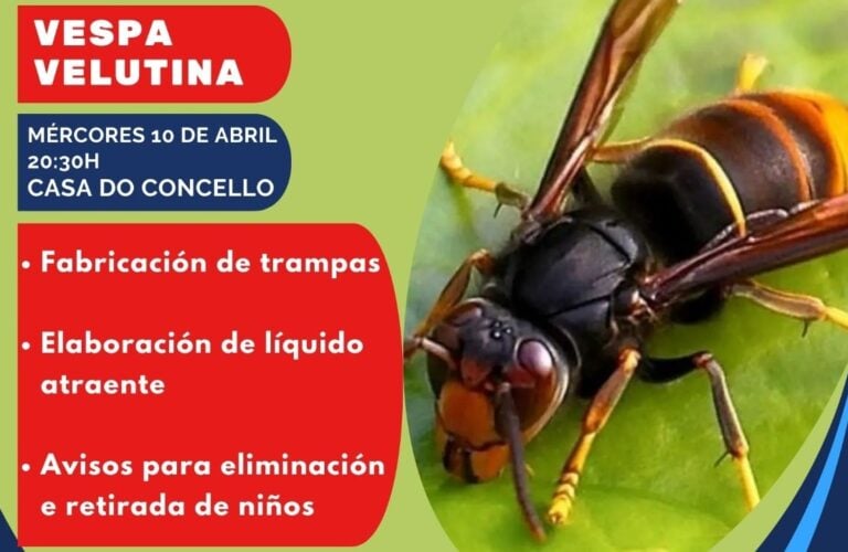 Boqueixón organiza unha xornada formativa sobre a vespa velutina
