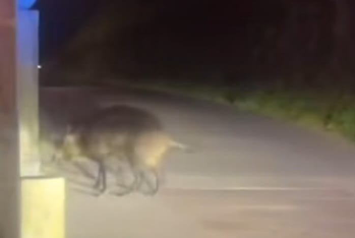 VIDEO | Un jabalí se pasea de noche por el centro de Santiago