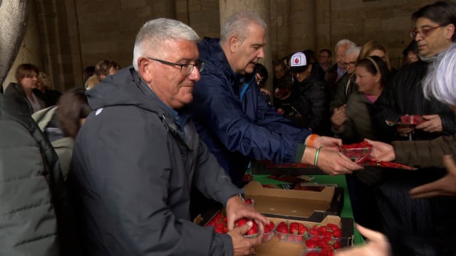 Reparten 2.000 tarrinas de fresas en la Praza do Obradoiro