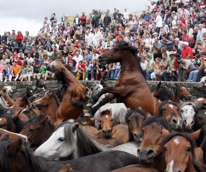 «Nos anos noventa había en Sabucedo 700 bestas, agora quedan unhas 400»