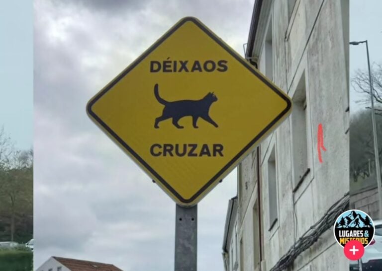 Santiago da prioridad de paso a los gatos y las redes aplauden la medida
