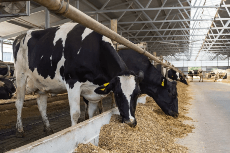 Herido un ganadero en Silleda tras recibir una coz de una vaca