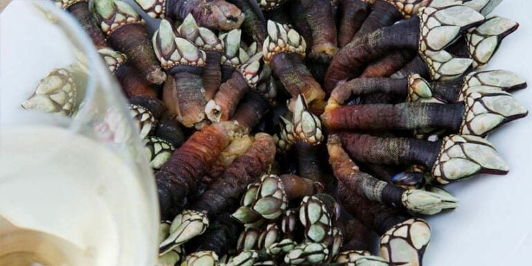 Muxía promocionará en FITUR a I Semana de Exaltación do Percebe
