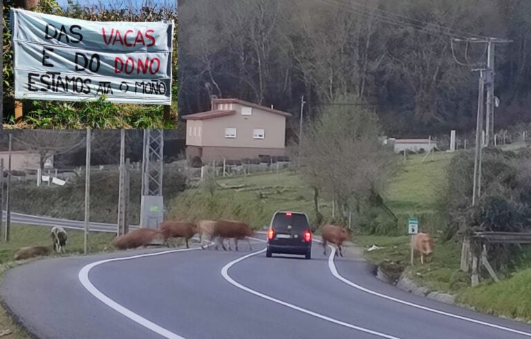 Vecinos de Marrozos denuncian ganado suelto «a diario» en plena carretera que provoca accidentes