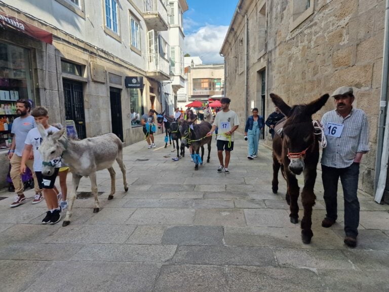 O Concello de Padrón consultará á cidadanía sobre a carreira de burros
