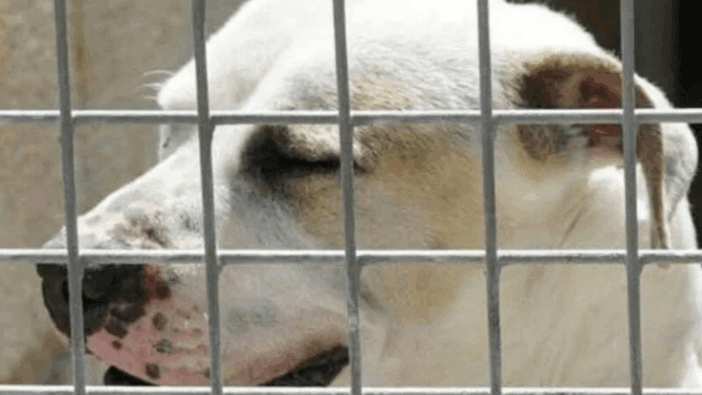 Lanzan una recogida de firmas en Change.org para frenar el sacrificio de tres perros en el Refuxio de Bando