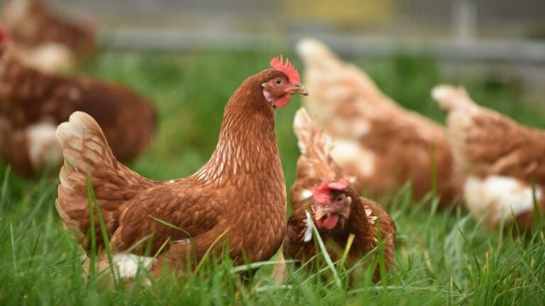 Porto do Son, Rianxo, Ribeira e Ordes, entre os concellos que activan o confinamento das aves